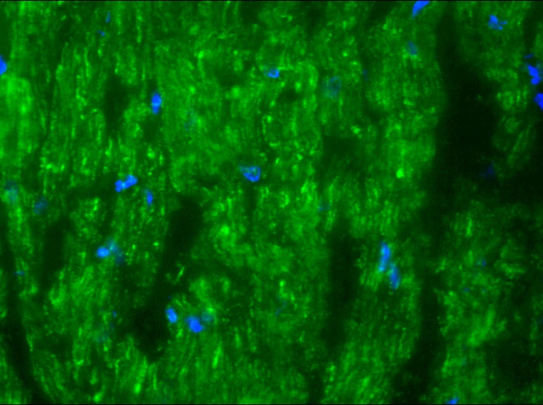 Figure 2. Indirect immunofluorescence staining of cardiotin in swine heart using MUB0310P, clone SR-4, showing localization of mitochondria. Dilution 100x